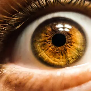 Brown eye color - brown iris calculator result example